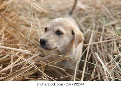 Stray Puppy Playing In Paddy Straw