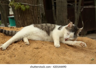 Stray Siberian Cat On Rural Country Shutterstock