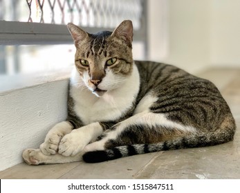 Stray Singapore Cats At Carpark