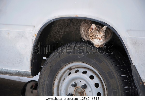 Stray street cat on\
car wheel. Homeless cat hiding looking for warmth in cold weather\
(life in danger concept)