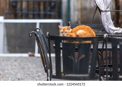 Stray Tabby Orange Ginger Cat With Sad Eyes Huddled Cold On Metal Table On Street Outside On House Home Patio In New Orleans, Louisiana Hungry