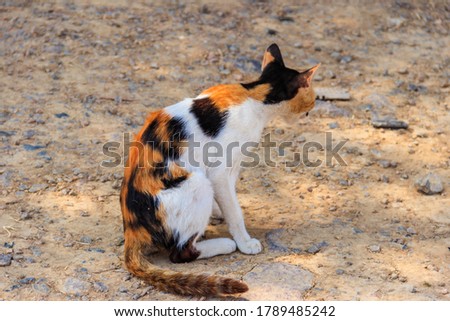 Stray thin cat in a park