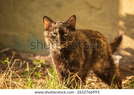 Stray tortoiseshell cat in the grass
