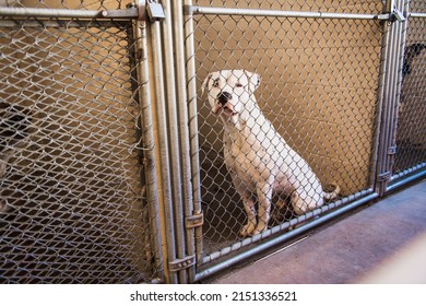 Stray White American Bull Dog Pit Bull Mixed Breed Dog Large Adult Dog Looking Sad Eye Contact with Camera through Animal Shelter Kennel Cage