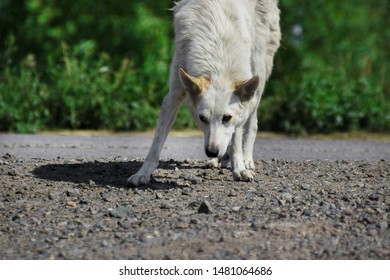 Stray White Dog Caution Sniffing Little 스톡 사진 1481064686 | Shutterstock