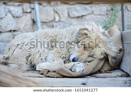 A stray white dog with long fur, dirty and tangled, sleeping warmly. On the sack resting on the wooden floor Choose to focus on the dog's face.
