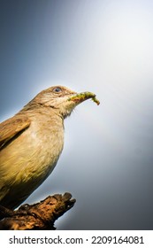  Streak Eared Bulbul Eating Worm