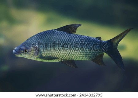 Streaked prochilod (Prochilodus lineatus) - Freshwater fish