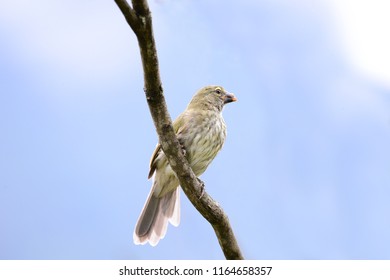 Streaked Saltator (Saltator striatipectus) on a tree branch with a blue sky as a background - Shutterstock ID 1164658357