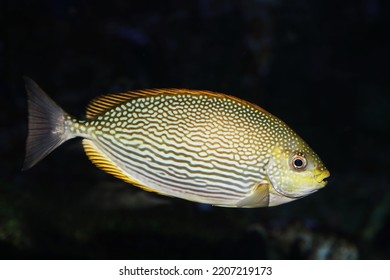 The Streaked Spinefoot (Siganus Javus)