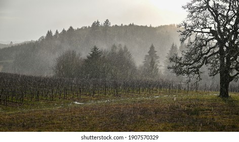 Streaks of rain in a heavy downpour obscure a view of tree, vineyard and mist while vines shine in the sun glow.