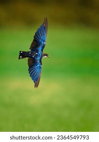 Streak-Throated Swallow in Flight - Aerial Grace and Elegance. Streak-Throated Swallow, a bird renowned for its aerial grace and distinctive markings. - Shutterstock ID 2364549793