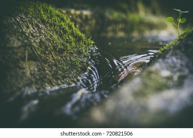 Stream 