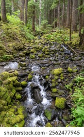 Stream Along Sol Duc Falls in Olympic National Park Surrounded by Lush Forest
