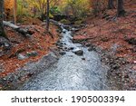 Stream bed in autumn forest