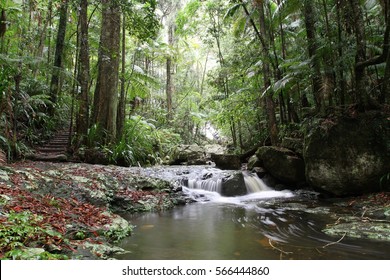 Stream Crossing In The Nightcap National Park