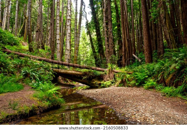 A stream in a deep\
forest. Wilderness forest creek. Cold creek in woodland. Forest\
stream landscape