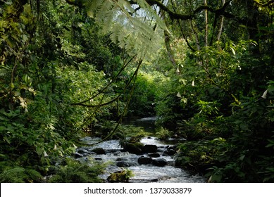 A Stream In The Dense Rain Forest Of Bwindi Impenetrable Forest, Uganda; Africa.