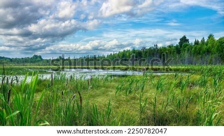 A stream fed pond surrounded by healthy, natural wetlands and forest in the Eastern Townships of southern Quebec, Canada.