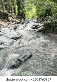 a stream flowing in the forest