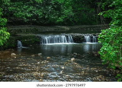 A stream flowing through a dense forest.