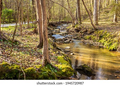 A Stream Flowing Through a Forest is Partially Filled with Rocks. Moss Clings to Rocks on the Banks.