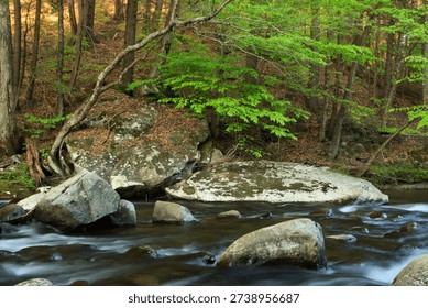 Stream flowing through a forest in spring in western Massachusetts