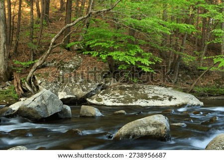 Stream flowing through a forest in spring in western Massachusetts
