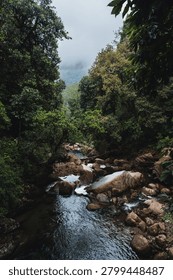 Stream Flowing Through a Forested Area. A serene stream meanders through a dense forest, surrounded by lush greenery and large rocks. The water flows gently over the stones, creating small r...