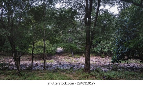 The stream flows along a rocky bed in a shady jungle. Green grass on the shore. Trees against the sky. India. Ranthambore National Park - Powered by Shutterstock