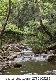 A stream flows gently through a forest with tall trees and dense greenery. Rocks are present near the water. Morning light filters through the leaves, creating a natural setting.