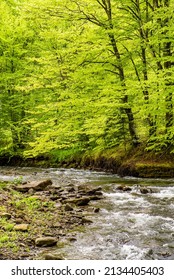 stream flows near the trees. 