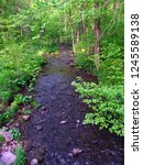 Stream flows through a dense woodland at Baxters Hollow State Natural Area in southern Wisconsin