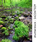 Stream flows through a dense woodland at Baxters Hollow State Natural Area in southern Wisconsin