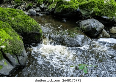 A stream flows through a forest with mosscovered rocks