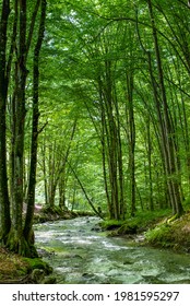 a stream flows through the green beech forest