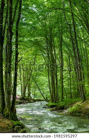 a stream flows through the green beech forest