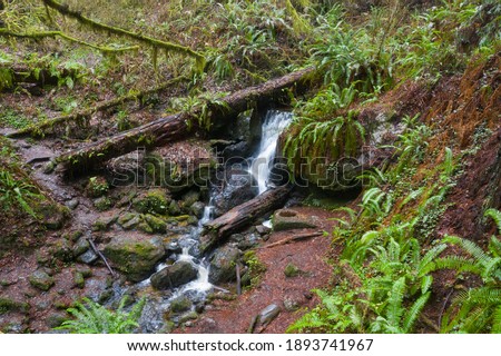 A stream flows through a moist, temperate forest of Redwood trees in Klamath, northern California. This scenic, coastal region is known for wet, foggy weather and its massive trees.