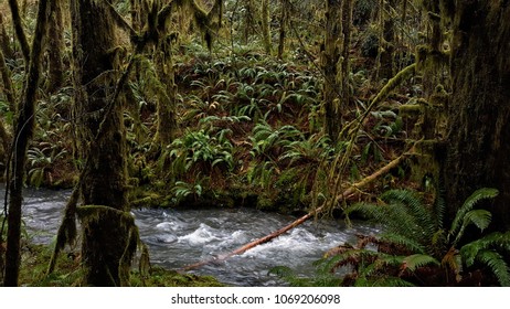 A stream flows through a mossy California rain forest.