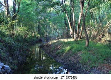A stream flows through the woods