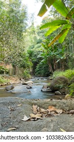 
stream in the forest