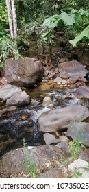 stream in the forest