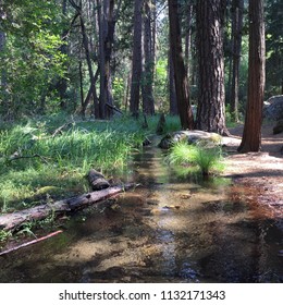 Stream in the Forest