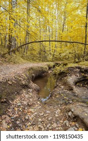 stream in the forest