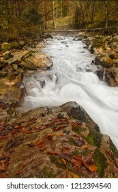 stream in forest