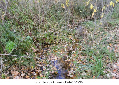 stream in the forest