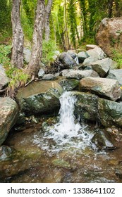 stream in the forest