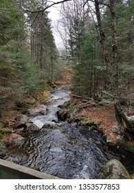 stream in forest