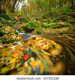  stream in the forest