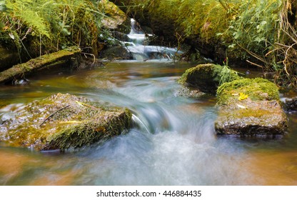 Stream in forest